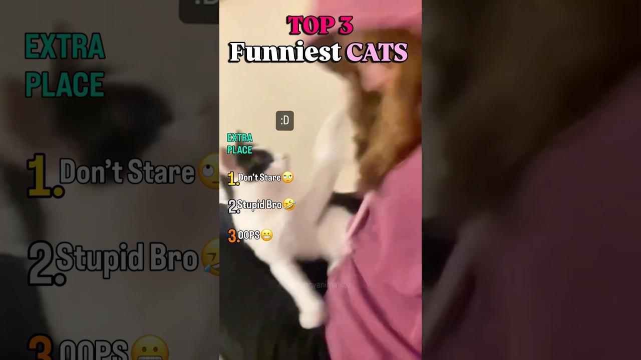 Top 3 Funniest Cat Clips | Series 42 