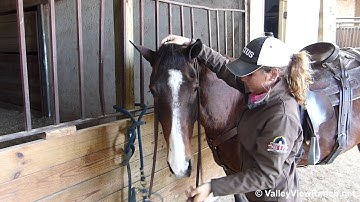 Lenas Smooth Cat   ***For info, price, etc., go to our website*** Valley View Ranch