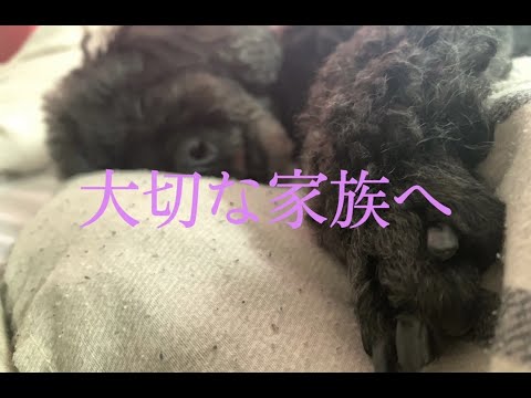 亡くなった愛犬のために歌いました/河口恭吾【桜】/女性キー/+４