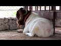 |Can Sale Boer Goats For Cutting Market |कटिंग मार्केटसाठी बोअर बकरी विकू शकतो |Hindi