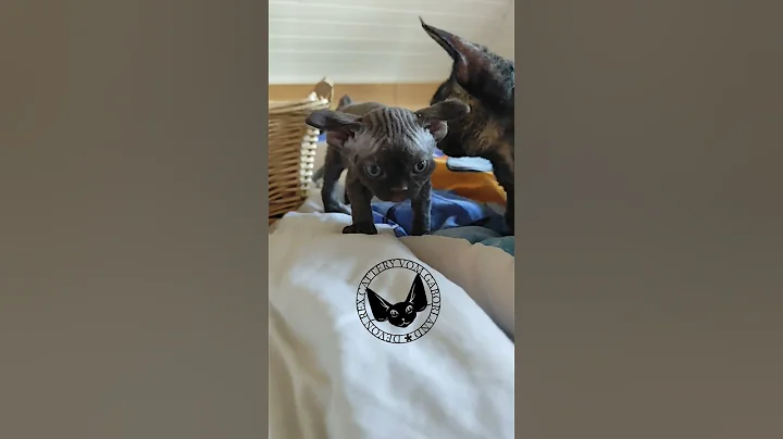 Watch the video about Ufo vom Gaborland Devon Rex chocolate Boy #ufo #devonrexkittens #boy #chocolate #viralvideos #fyp