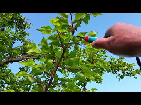 Видео: Какво кара ябълките да падат от дървото - Научете за преждевременното падане на плодовете на ябълките