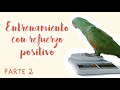 ¿CÓMO EMPEZAR A ENTRENAR CON UN LORO? | ENTRENAMIENTO CON REFUERZO POSITIVO | PARTE 2