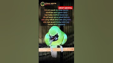 Ciri ciri cucak ijo drop mental (down) #shorts