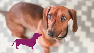 Hilarious Weiner dog Video Compilation , Sausage dog Around the world Dachshund Puppies miniature by Pet Videos 51,389 views 1 year ago 10 minutes, 39 seconds