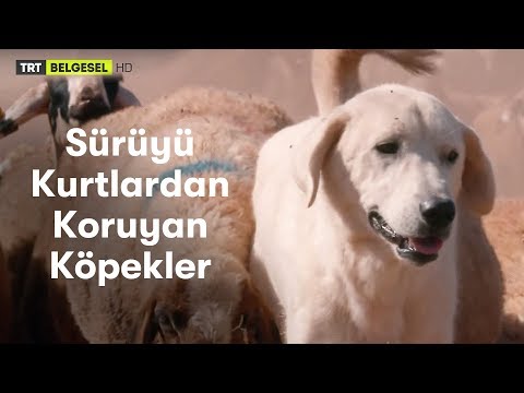 Sürüyü Kurtlardan Koruyan Bekçi Köpeklerin Bir Gecesi