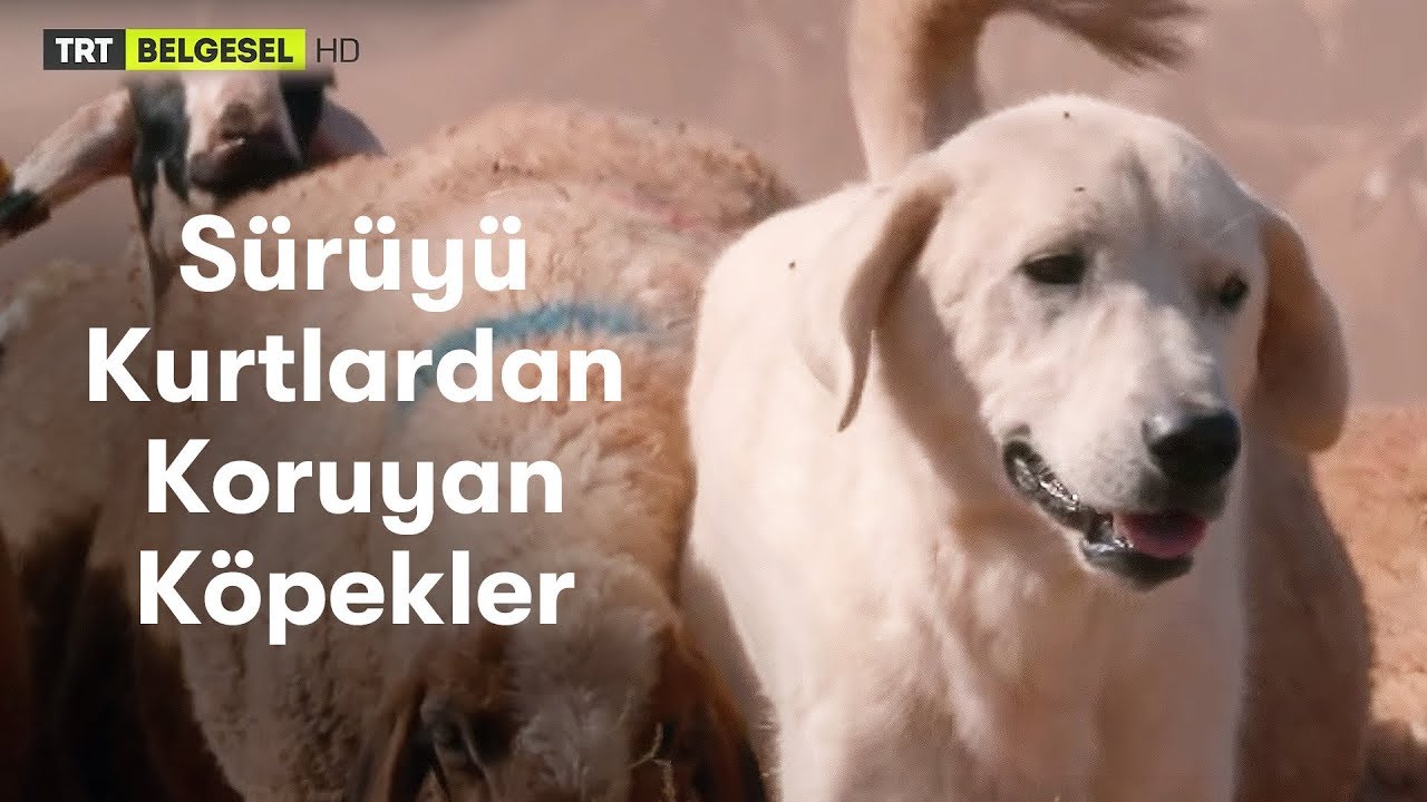 köpekleri nasıl korkuturuz