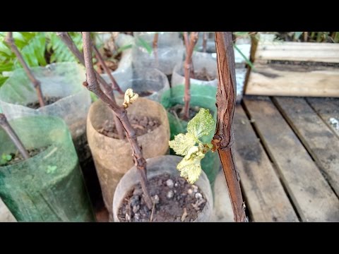 Vídeo: Métodos de propagação da uva por estacas