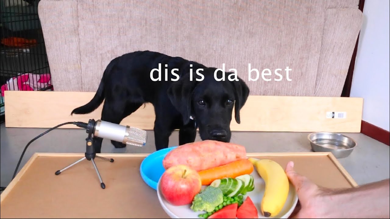 ASMR Dog Reviewing Fruit and Vegetables! Seriously Satisfying Sounds #ASMR #FOODREVIEW #FUNNYDOGVID