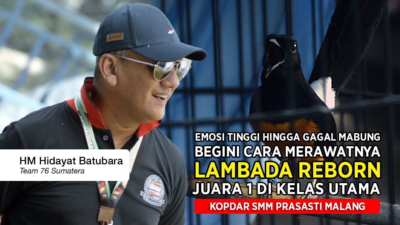 [ Murai Batu LAMBADA REBORN ] Juara 1 Kelas Utama !! Begini Solusi Burung Emosi Tinggi Gagal Mabung
