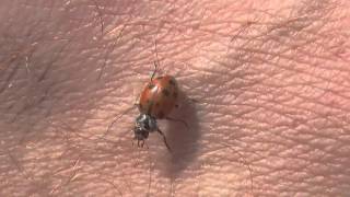 Ladybug on Man's Arm (May 2008)