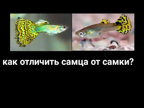 Как отличить самца гуппи от самки /рубка гуппи в аквариуме /