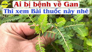 Ai bị  bệnh về Gan | Thì đây là Bài thuốc Hữu hiệu | trị các bệnh về Gan rất hiệu quả. PHAN HẢI