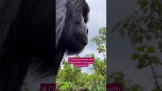 A Close encounter with silverback gorilla on 3 Days Gorilla Trekking In Volcanoes National Park