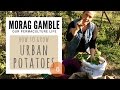 How to Grow Urban Potatoes by Morag Gamble: Our Permaculture Life
