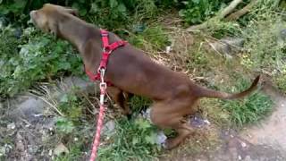 Candy The Candy Dog Day - Rescue Pit Bull Milteforan Day 2