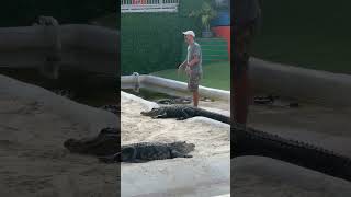 Gator Boys Paul Bedard having a moment with Sebastian the rescued alligator in our famous pit!