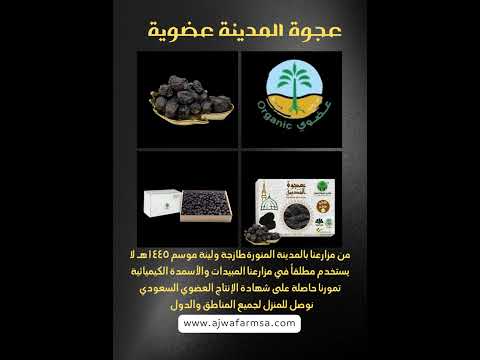 عجوة المدينة عضوية   