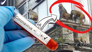 El grupo de monos que se robo las muestra del virus COVID19 en la INDIA