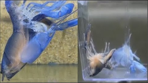 Cận cảnh quá trình lột x.á.c của tôm hùm xanh: Trông sởn cả da gà nhưng kết quả quá mỹ mãn