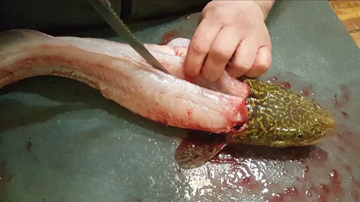 Cleaning a burbot (eel pout)
