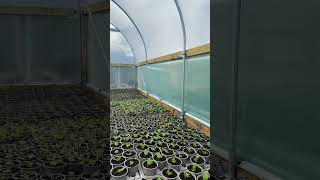 The chill of autumn will soon be here.... and the herbs are going to LOVE it!