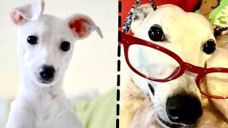 OWW! Junky Greyhound Jointcare? [+ see Life Cycle of Greyhounds in 12 min.]