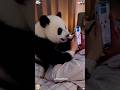 The baby panda sits in the lap,acting affectionately #panda #trending #cute #cutepanda