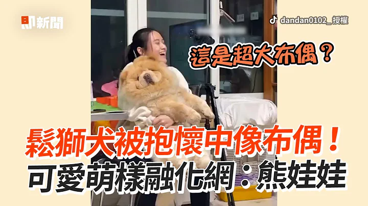 鬆獅犬化身毛絨大布偶❤️乖躺懷中像熊娃娃🧸｜寵物動物｜狗狗｜精選影片 - 天天要聞