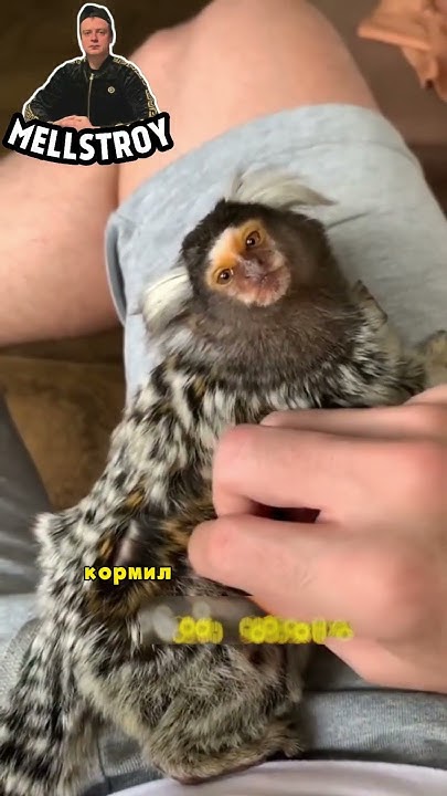 Самая маленькая обезьянка - YouTube