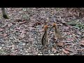 small cassowary chicks fighting, 1