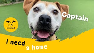 Captain the super Staffie cross | Dogs Trust Glasgow