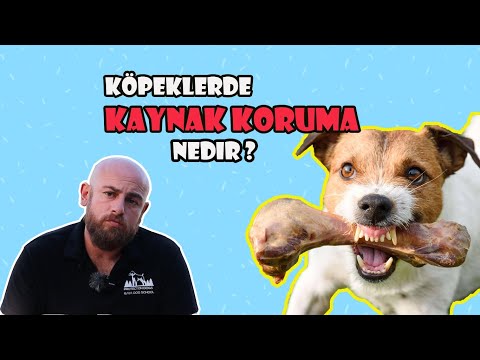 Video: Pireler ve Keneler Arasındaki Fark Nedir?