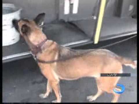 შსს-ს ოპერატიული დანაყოფები სამომსახურეო ძაღლებთან ერთად სარფში ნარკოტიკების აღმოჩენაზე იმუშავებენ