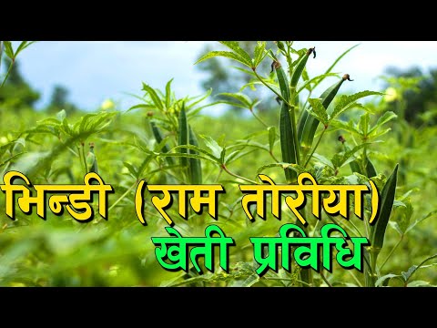 भिन्डी खेतीमा नयाँ प्रयोग, प्रविधिसहित || Bhindi Kheti in Nepal ||