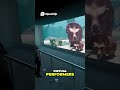 Axiom Holographics Stunning 3D Hologram Table, Tunnel & Stage!