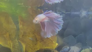 Betta fish tank breeding