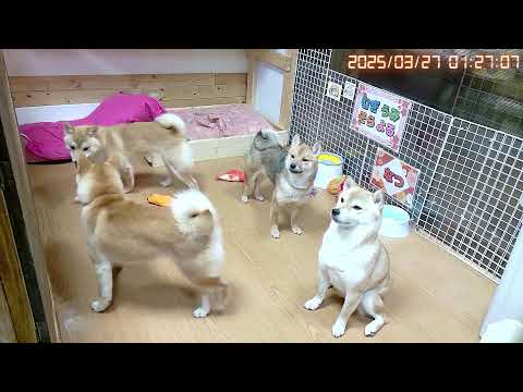 柴犬なつ！子育て生配信【生後198日】24時間いつでもかわいい子犬たち！