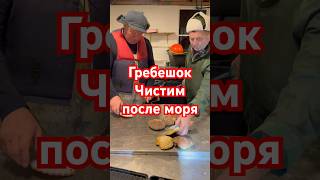 Чистка Гребешка после моря, Рыбалка в Норвегии.