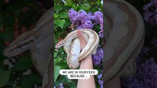 Not your average pet account 😤 #reptiles #reptilelife #funnyanimalvideos