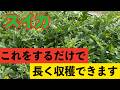 【スイカ】一回ではもったいない、2回、3回収穫するためにやるべきこと