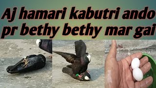 Aj hamri kabutri ando pr bethy bethy mar gai #pigeon #egg @PetHouse786  @shehrmaindihat