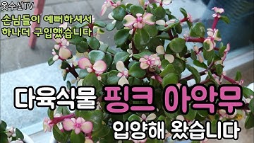 핑크아악무키우기 다육이종류 다육식물  우리수선집의 미스코리아♡