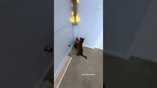 Cat Running Around Your Living Room Asmr #Outdoorsavannah