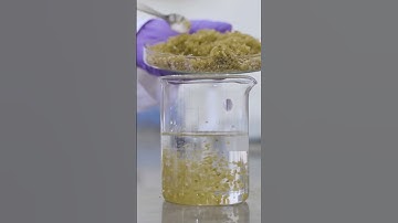 This is how seaweed is turned into plastic. #seaweed #sustainability #ecofriendly