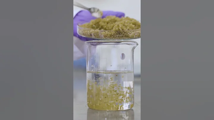 This is how seaweed is turned into plastic. #seaweed #sustainability #ecofriendly