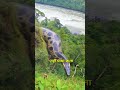 अमेज़न जंगल का रहस्यमय जीव  | Mysterious Creature of The Amazon Jungle