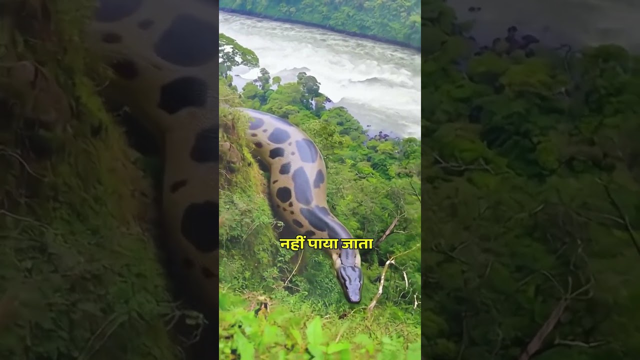 Om Gan Ganpataye Namah 108 Times Fast Ganesh Mantra 108 - Hindi Status Tube
