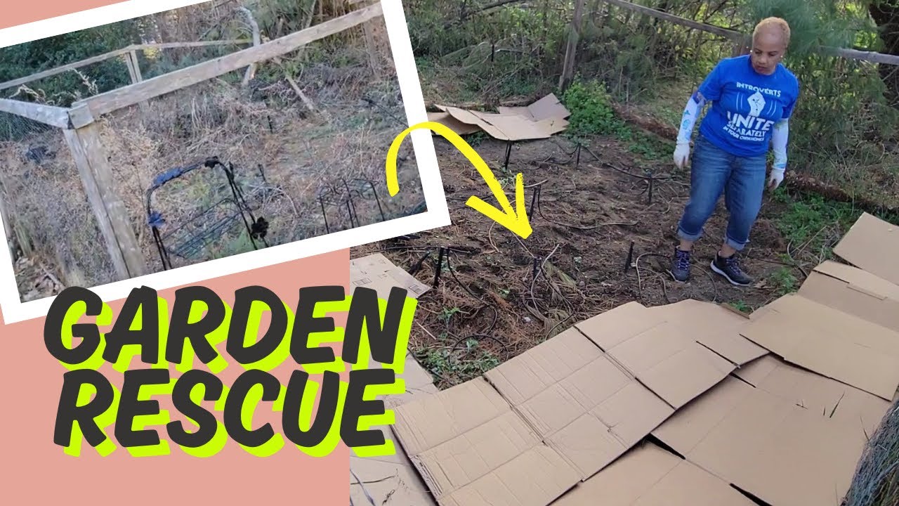 Garden Rescue: Intervention on Hubby's Overgrown Garden. Life on ...