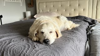 9 Week Pregnant Golden Retriever  temp dropping  nesting  Dog Pregnancy week 9